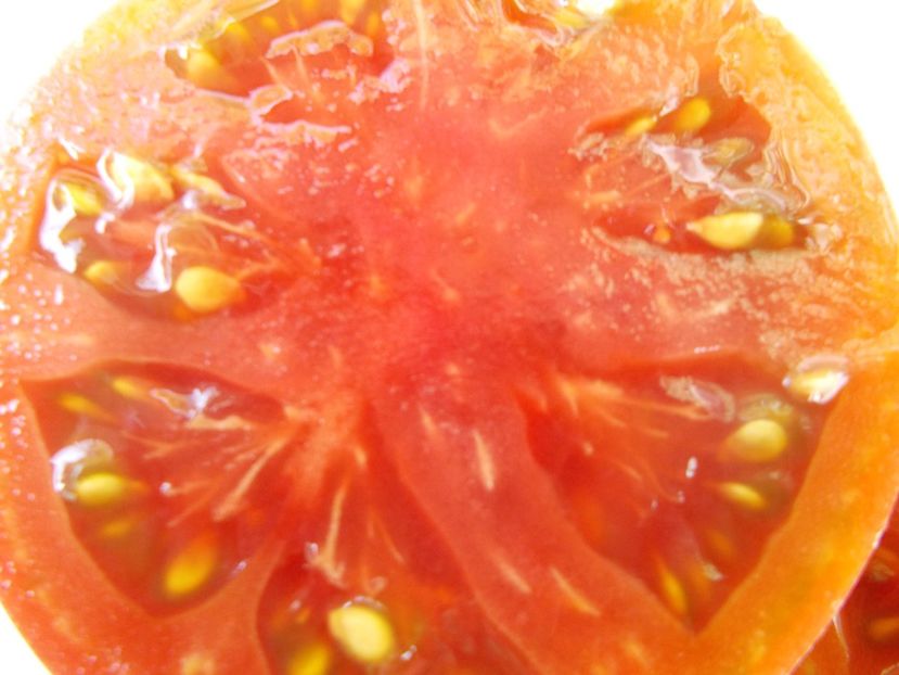  - SEMINTE ROSII - T 832 TSYGANOCHKA