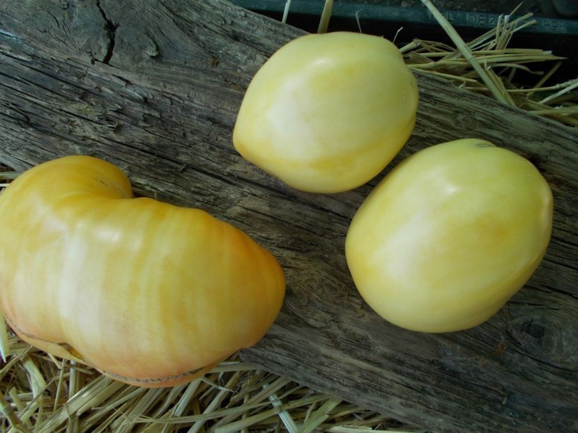  - SEMINTE ROSII - T 978 HOMER FIKE S YELLOW OXHEART