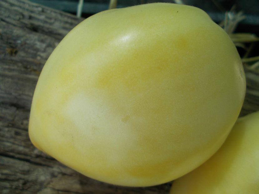  - SEMINTE ROSII - T 978 HOMER FIKE S YELLOW OXHEART