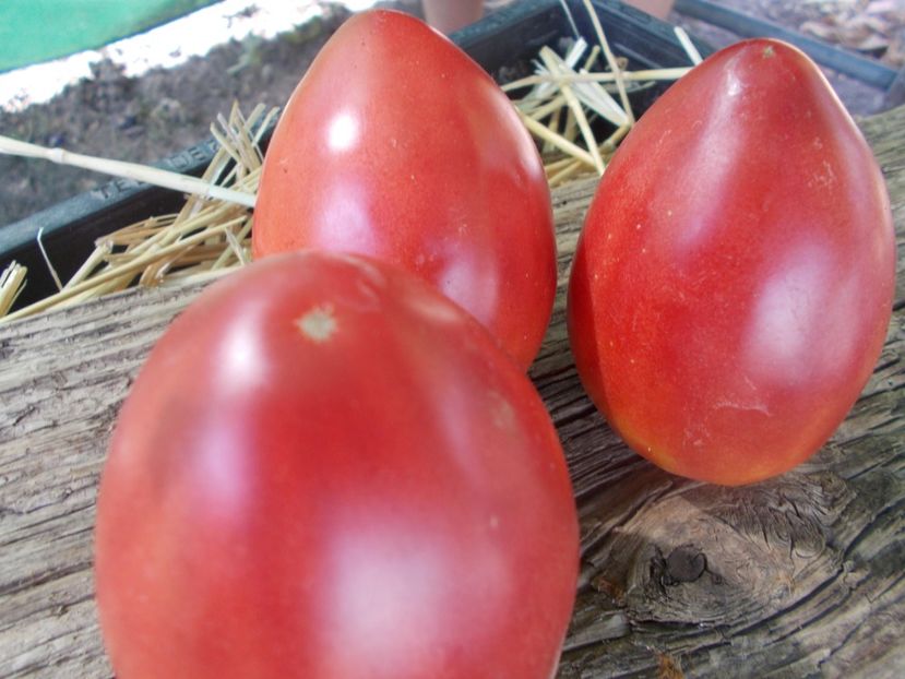  - SEMINTE ROSII - T 944 SERBIAN OXHEART