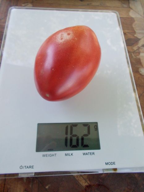  - SEMINTE ROSII - T 944 SERBIAN OXHEART