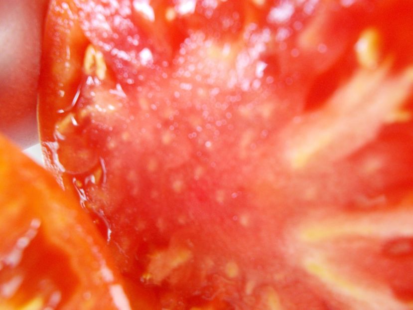  - SEMINTE ROSII - T 944 SERBIAN OXHEART