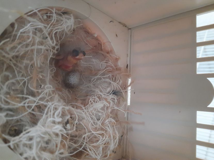  - Pui hibrid sticlete 2022