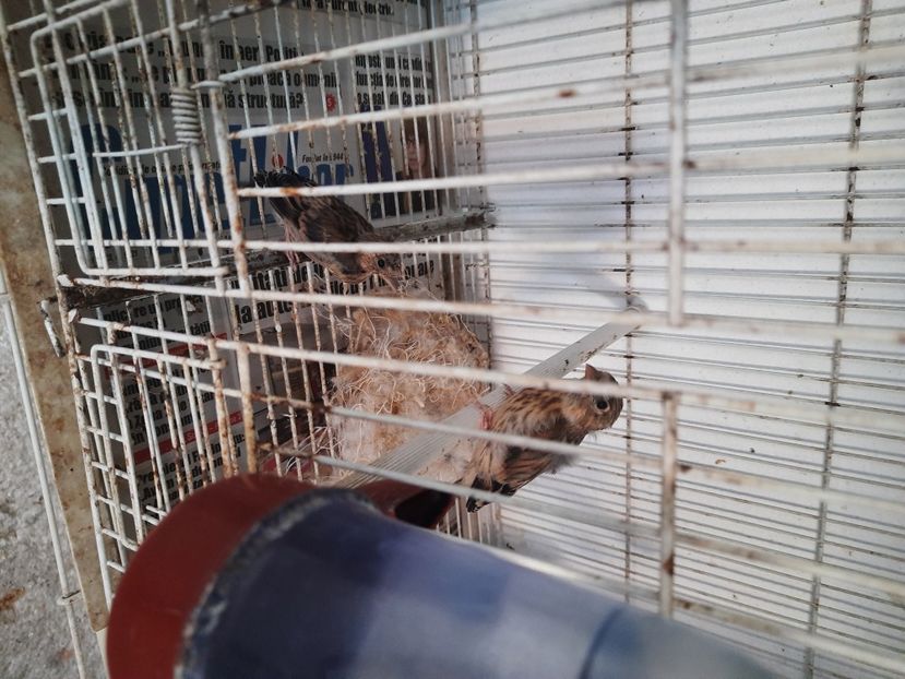  - Pui hibrid sticlete 2022