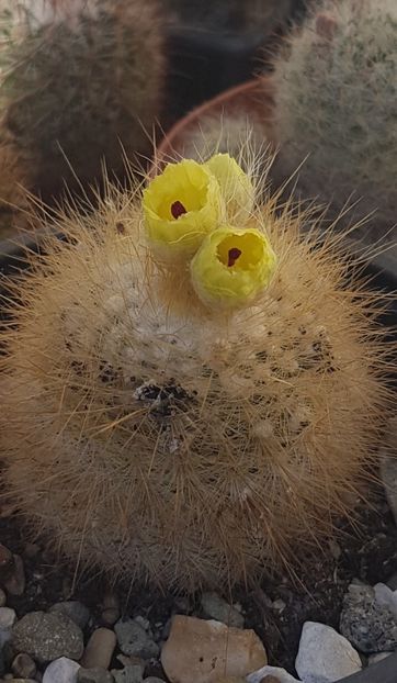 Notocactus scopa-prezent si anul asta. - Notocactus