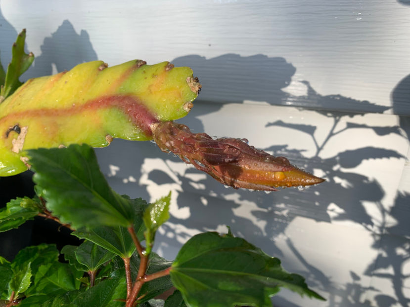  - Jurnalul gradinii 2022