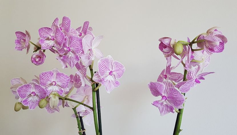  - Phalaenopsis 2