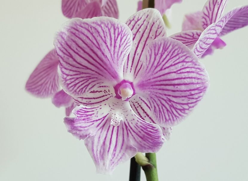  - Phalaenopsis 2