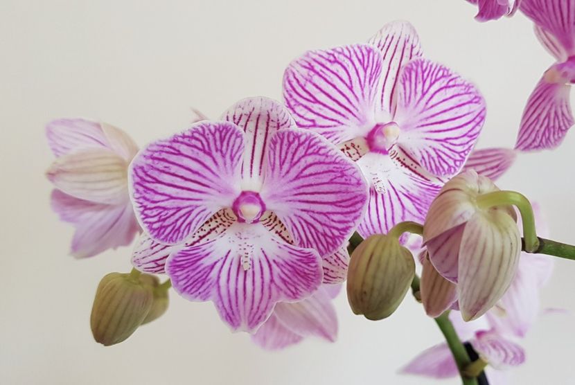  - Phalaenopsis 2