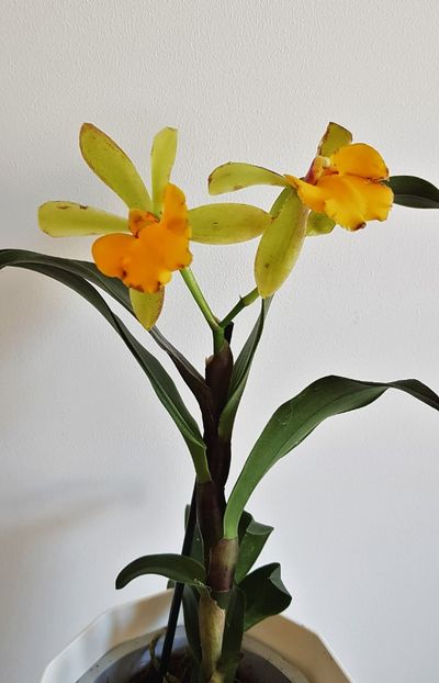 Sergioara Yokosuka Story - Cattleya