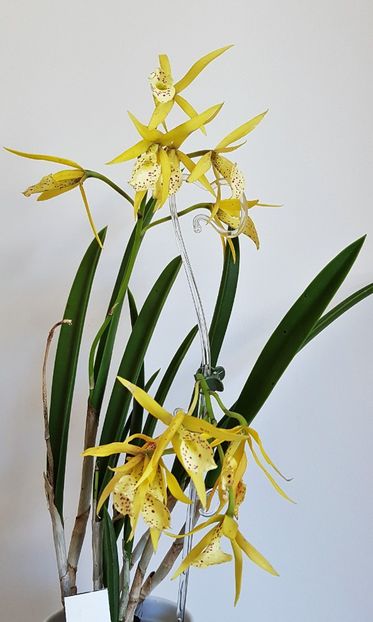 Brassocattleya Yellow Bird - Cattleya