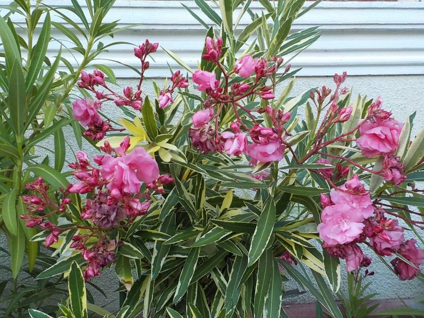 - variegat nr 24