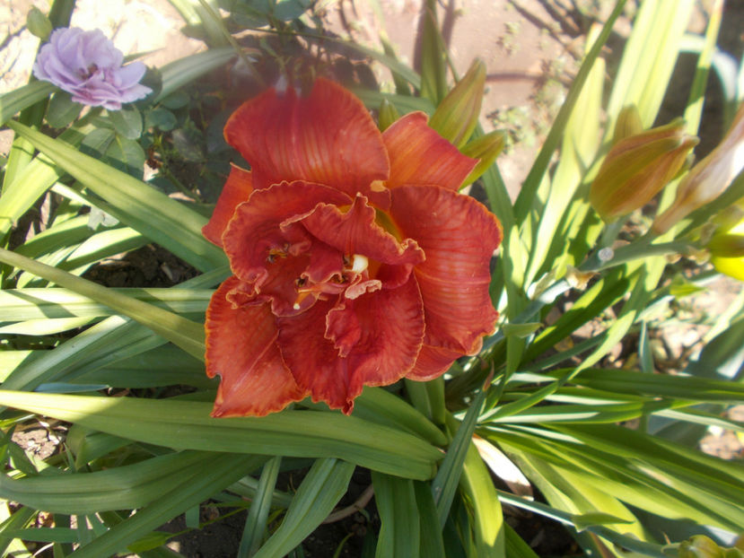 Sr-capt-1 -moses fire-18 - HEMEROCALLISI DISPONIBILI-2023