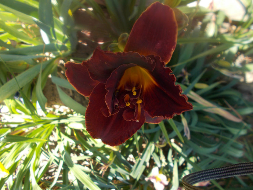 Sr-capt1-5-night embers - HEMEROCALLISI DISPONIBILI-2023