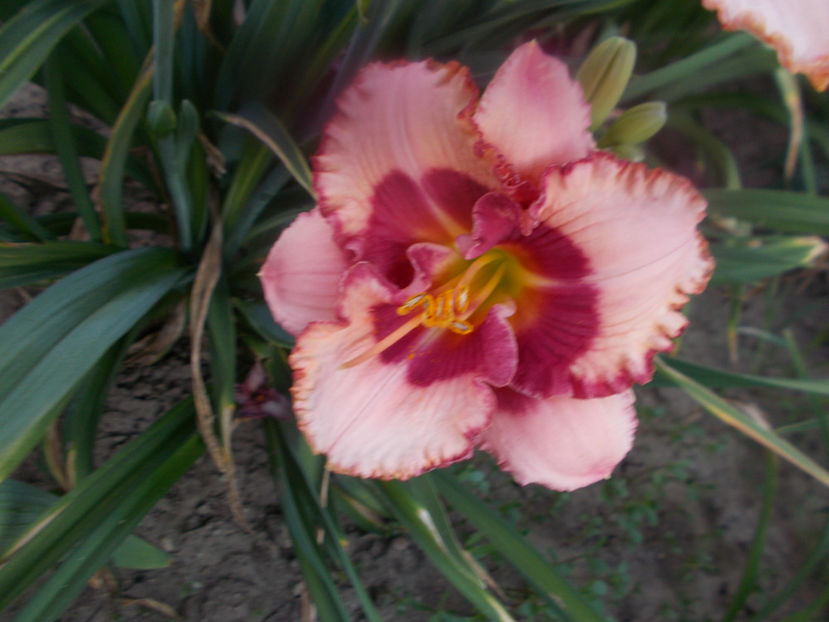 Sr-r1,9 si r2,6-cherry valentine-15 - HEMEROCALLISI DISPONIBILI-2023