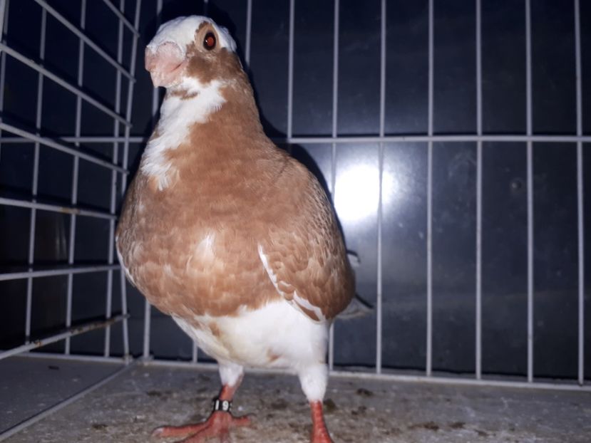  - L 3 _ tineret 2022