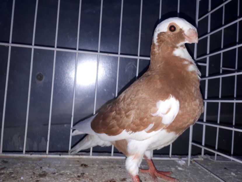  - L 3 _ tineret 2022