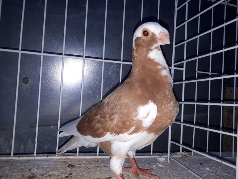  - L 3 _ tineret 2022