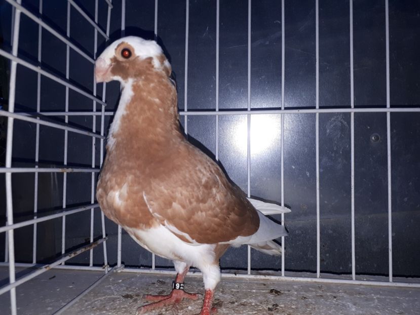  - L 3 _ tineret 2022