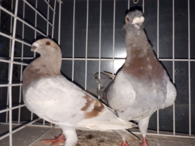  - L 3 _ tineret 2022