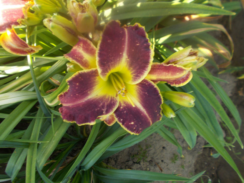 Sr-r3,9 -storm of the century - HEMEROCALLISI DISPONIBILI-2023
