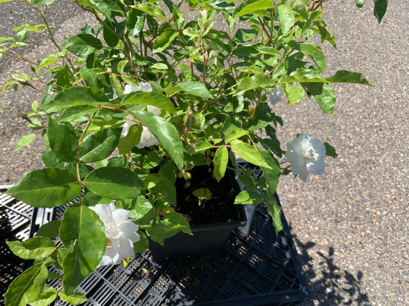  - Greengate Garden Centres