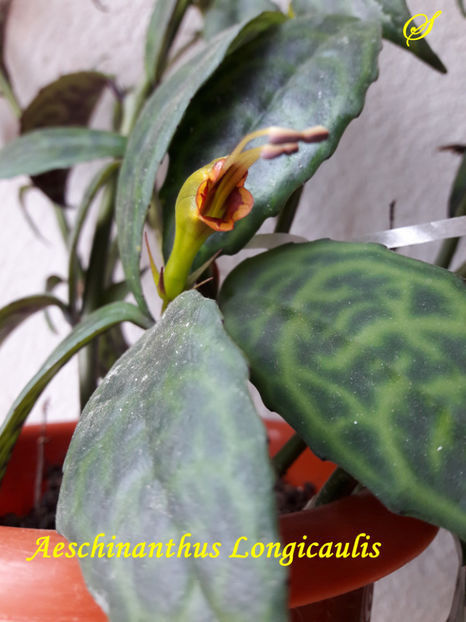 Aeschynanthus Logicaulis3 - Aeschynanthus