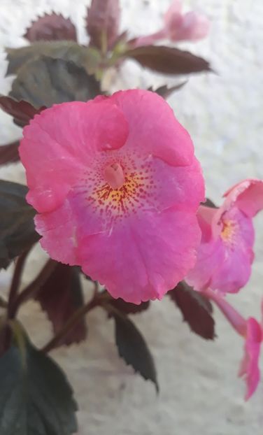  - 0001 2022 - BriD s PINK LILY