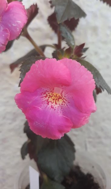  - 0001 2022 - BriD s PINK LILY