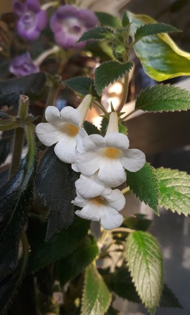  - 0001 2022 - MM s Blue Moon