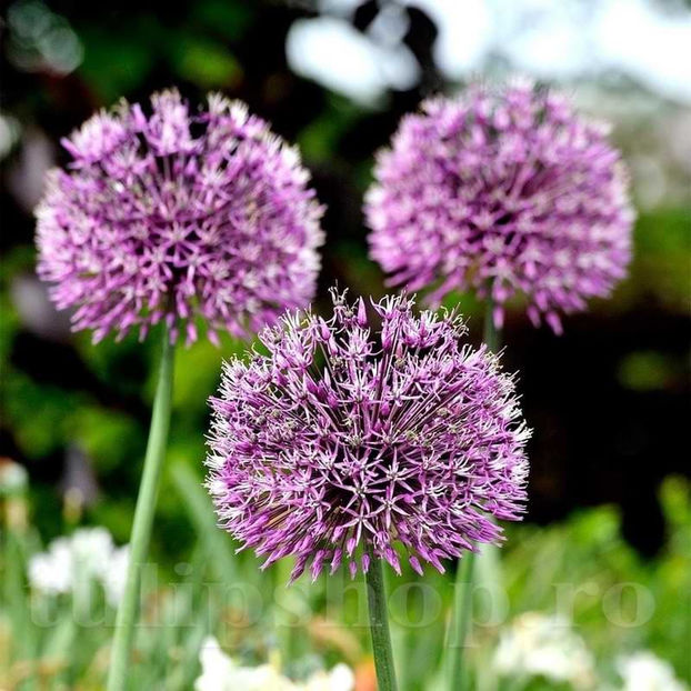 Bulbi Allium Aflatunense (Ceapă decorativă) - Bulbi Flori Toamna 2022