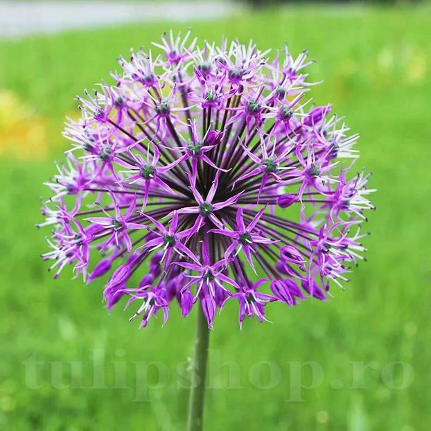 Bulbi Allium Akbulak (Ceapă decorativă) - Bulbi Flori Toamna 2022