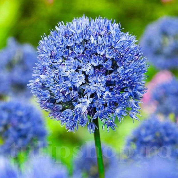 Bulbi Allium Caeruleum (Ceapă decorativă) - Bulbi Flori Toamna 2022