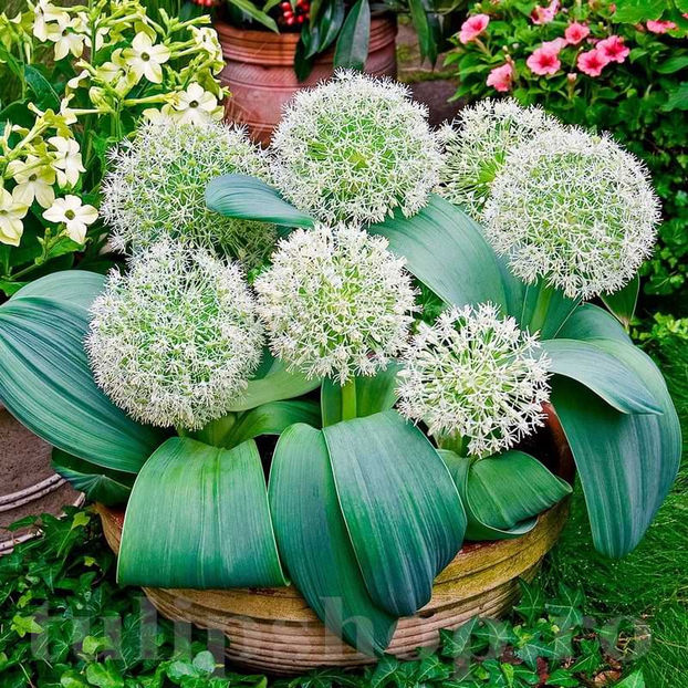 Bulbi Allium Ivory Queen (Ceapă decorativă) - Bulbi Flori Toamna 2022