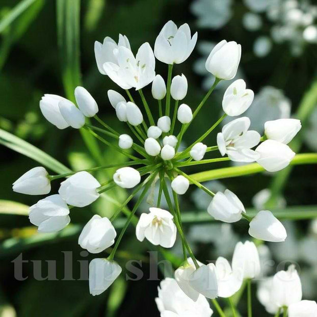 Bulbi Allium Neapolitanum (Ceapă decorativă) - Bulbi Flori Toamna 2022