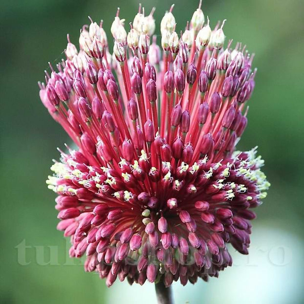 Bulbi Allium Red Mohican (Ceapă decorativă) - Bulbi Flori Toamna 2022