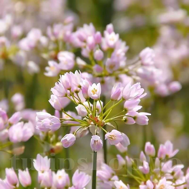 Bulbi Allium Roseum (Ceapă decorativă) - Bulbi Flori Toamna 2022