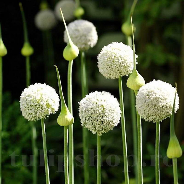 Bulbi Allium White Cloud (Ceapă decorativă) - Bulbi Flori Toamna 2022