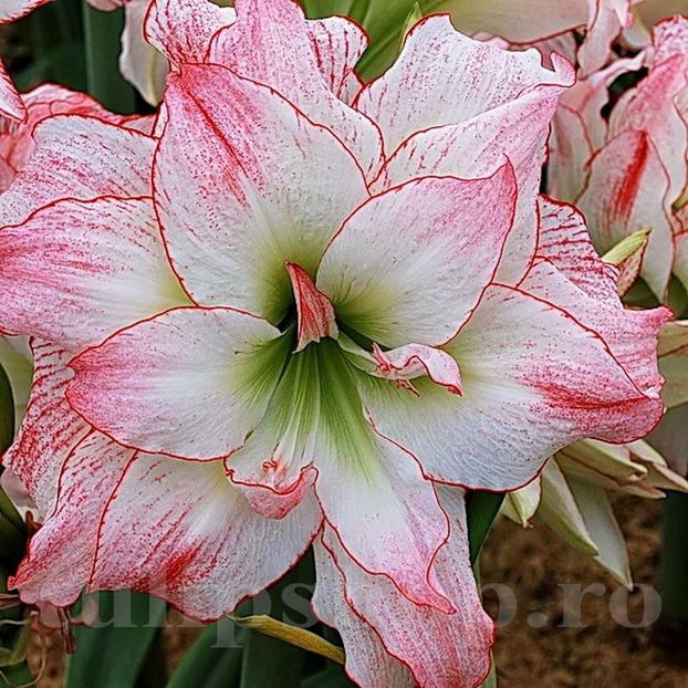 Bulbi Amaryllis Aphrodite (Hipperastrum) - Bulbi Flori Toamna 2022