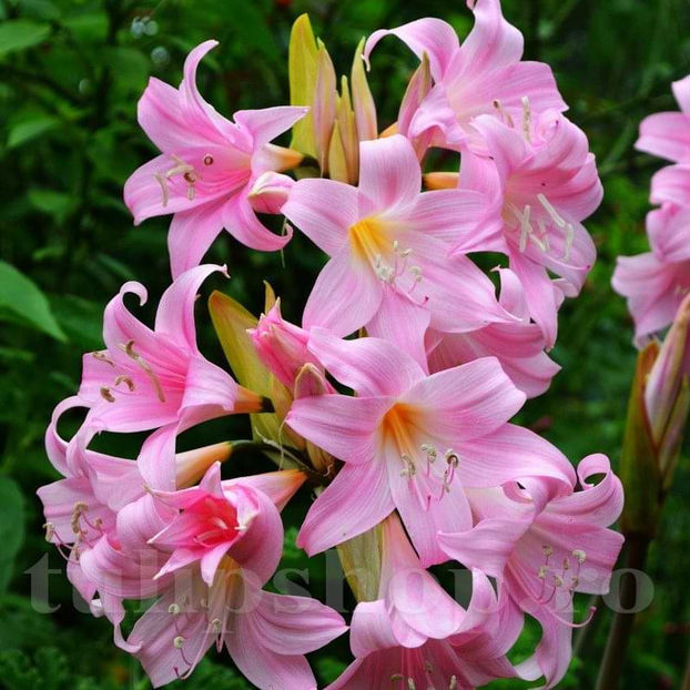 Bulbi Amaryllis Belladonna (Hipperastrum) - Bulbi Flori Toamna 2022