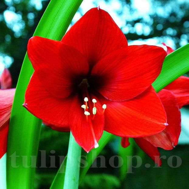 Bulbi Amaryllis Red Lion (Hipperastrum) - Bulbi Flori Toamna 2022