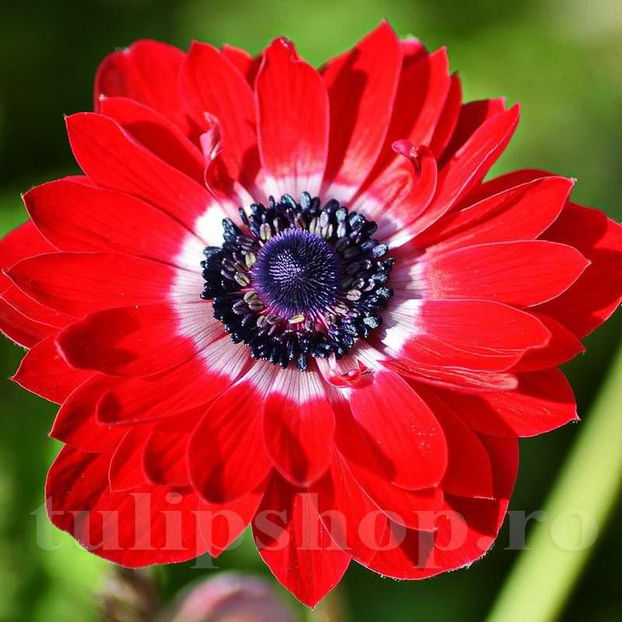Bulbi Anemone Governor - Bulbi Flori Toamna 2022