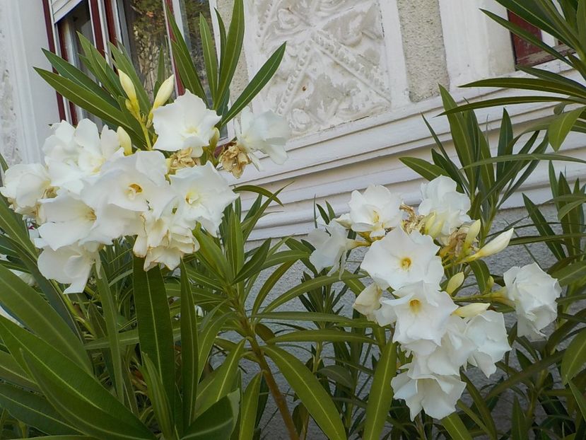  - mont blanc leandru nr 22