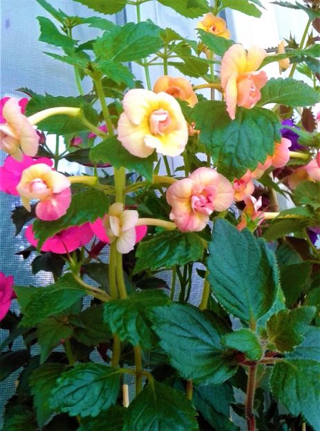 20220723_121831-1 - 0000 ACHIMENES