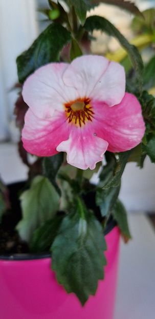  - Christmas Lollypop