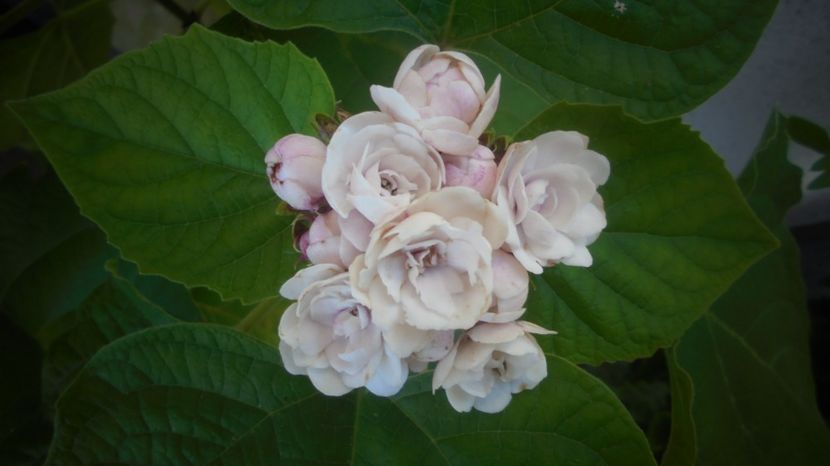 'Philippinum" - 2022