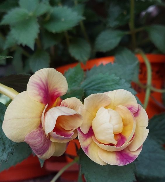  - RFs TROPICANA 2