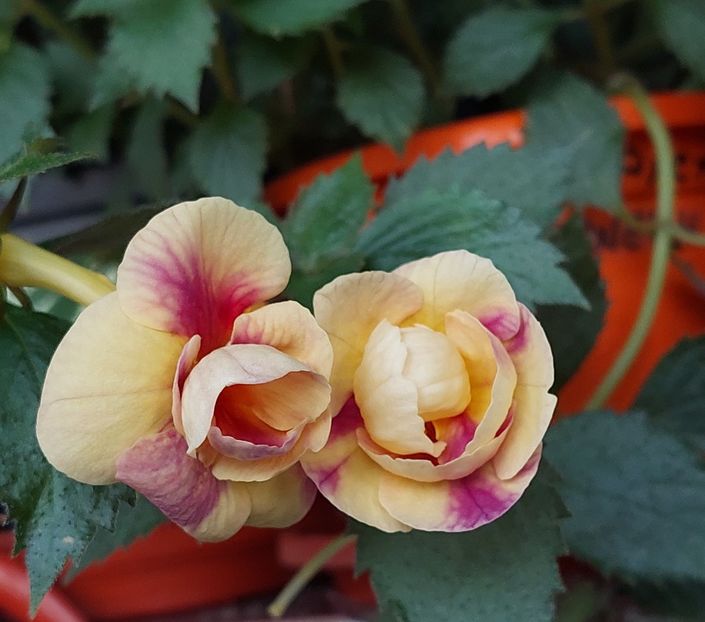  - RFs TROPICANA 2