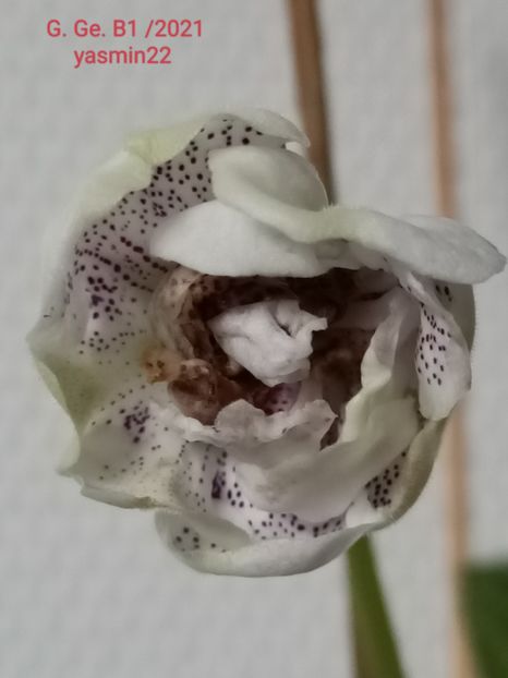 23.07.2022 - Gloxinia 2022