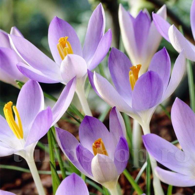 Bulbi Brândușe Lilac Beauty (Crocus) - Bulbi Flori Toamna 2022